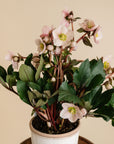 Hellebore