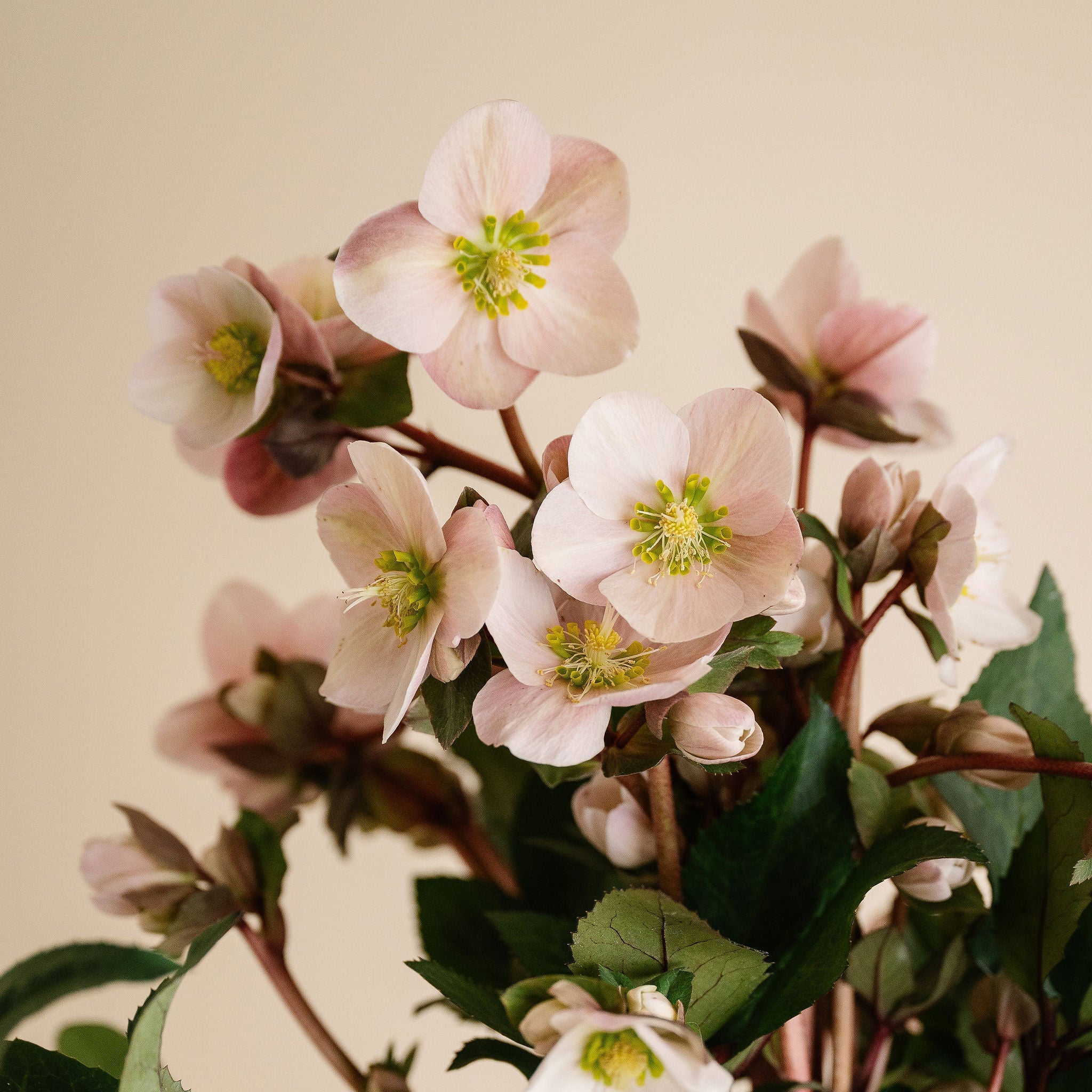 Hellebore