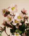 Hellebore