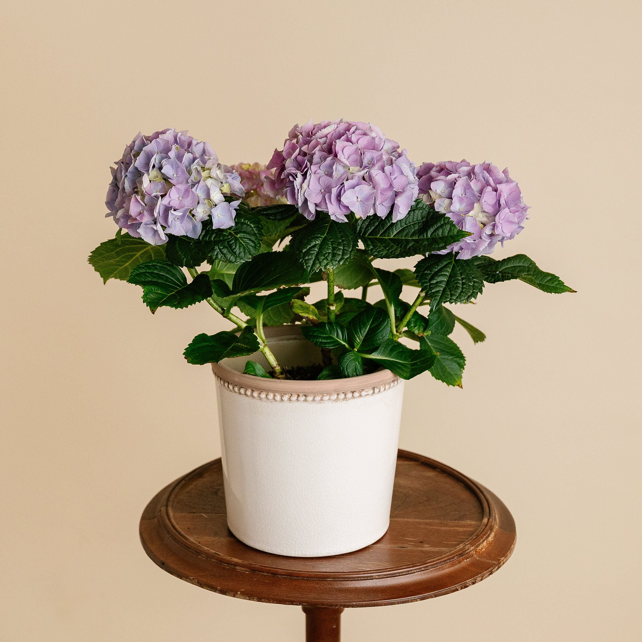 Hydrangea Plant