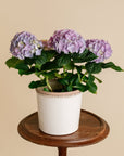 Hydrangea Plant