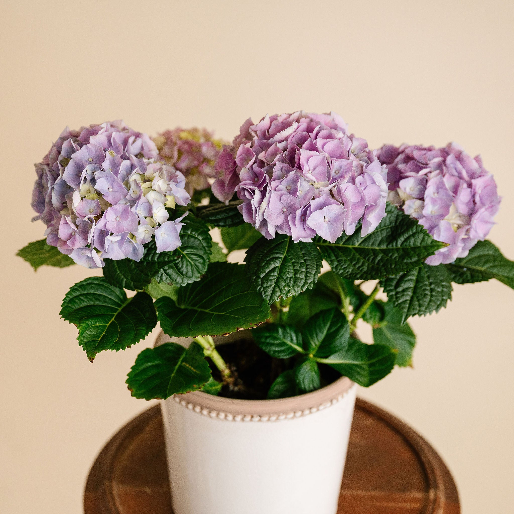 Hydrangea Plant