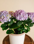 Hydrangea Plant