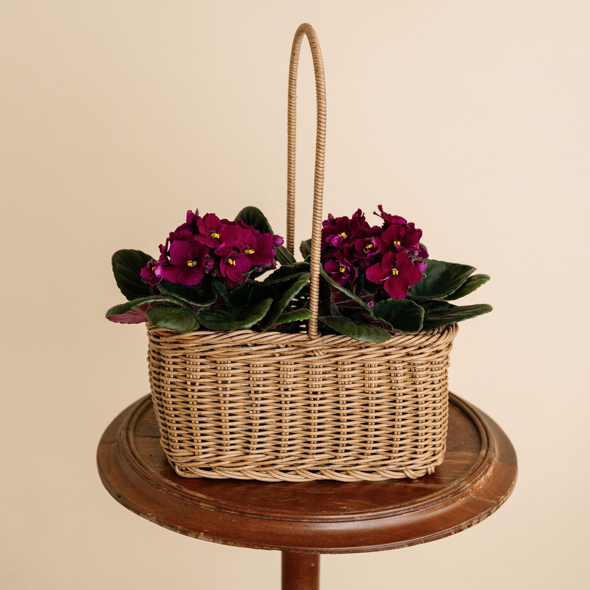 Large African Violet Basket