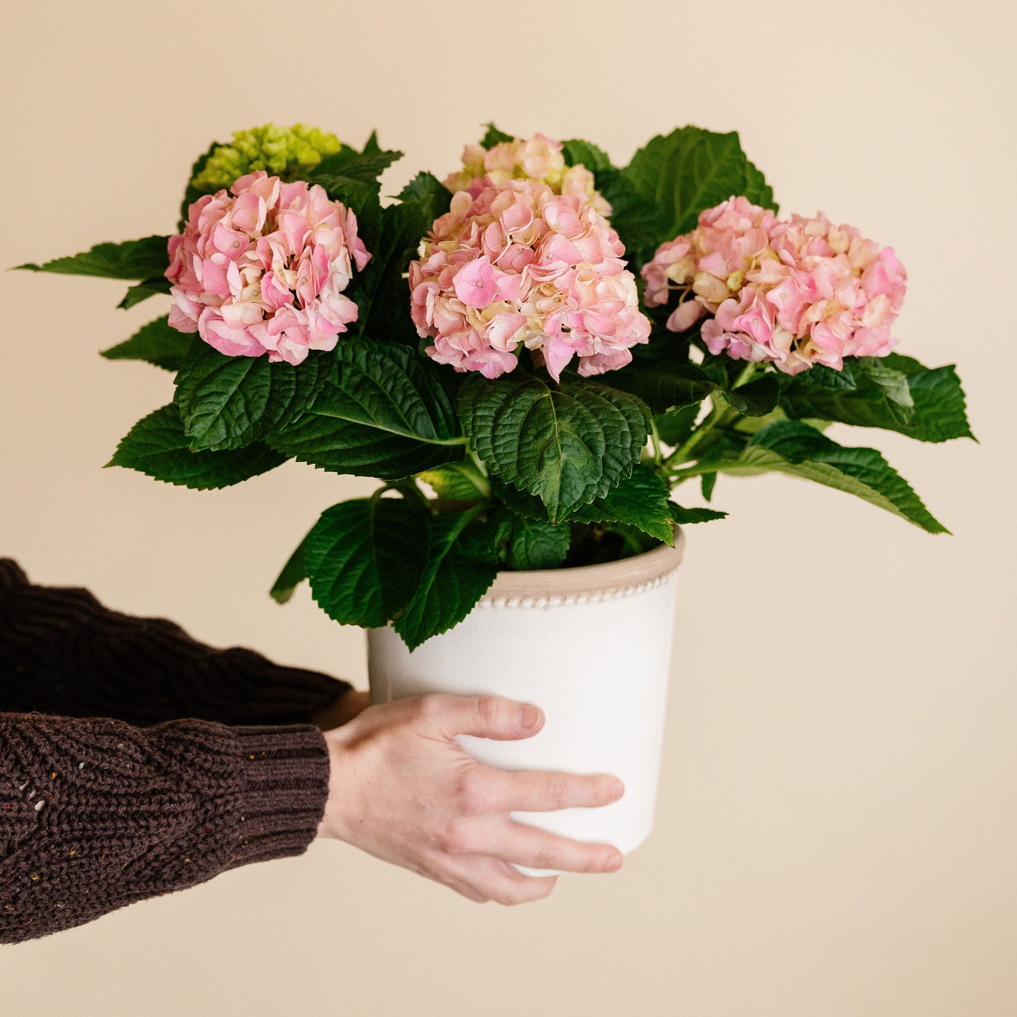 Hydrangea Plant