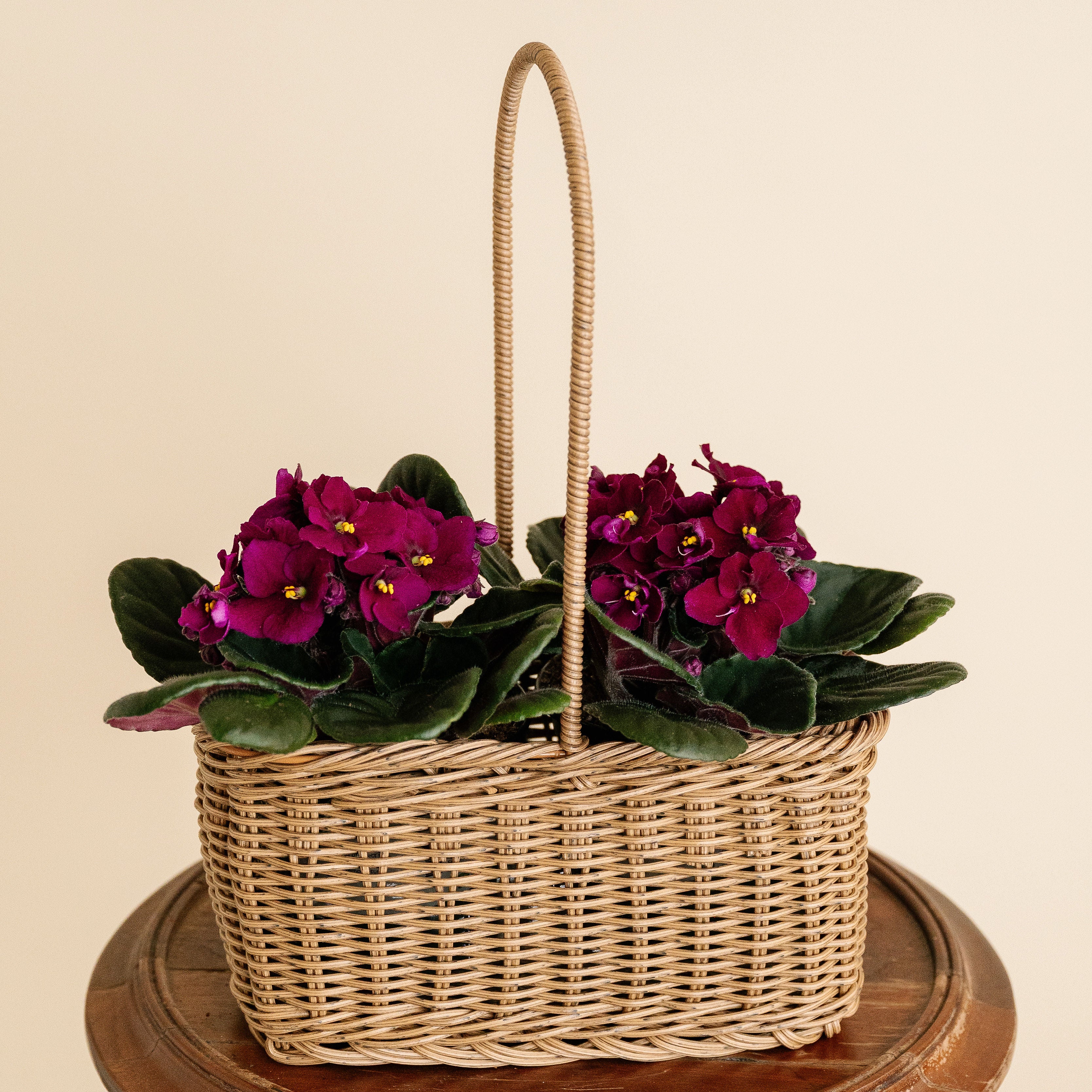 Large African Violet Basket