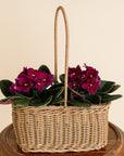 Large African Violet Basket