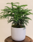 Norfolk Pine