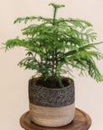 Norfolk Pine