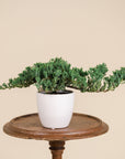 Juniper Bonsai