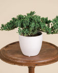 Juniper Bonsai