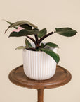 Pink Princess Philodendron