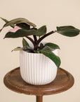 Pink Princess Philodendron