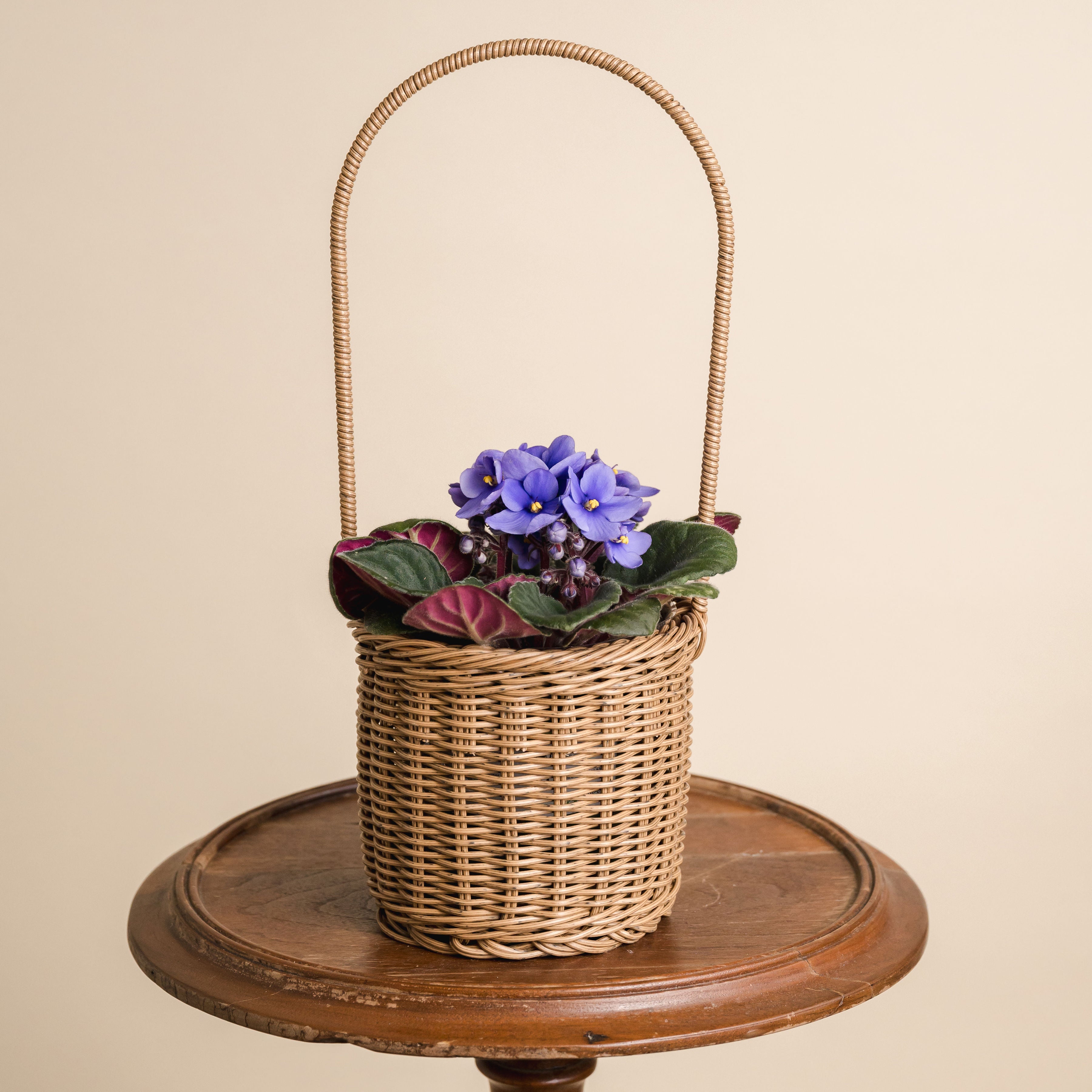 Small African Violet Basket