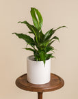 Large Peace Lily