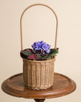 Small African Violet Basket