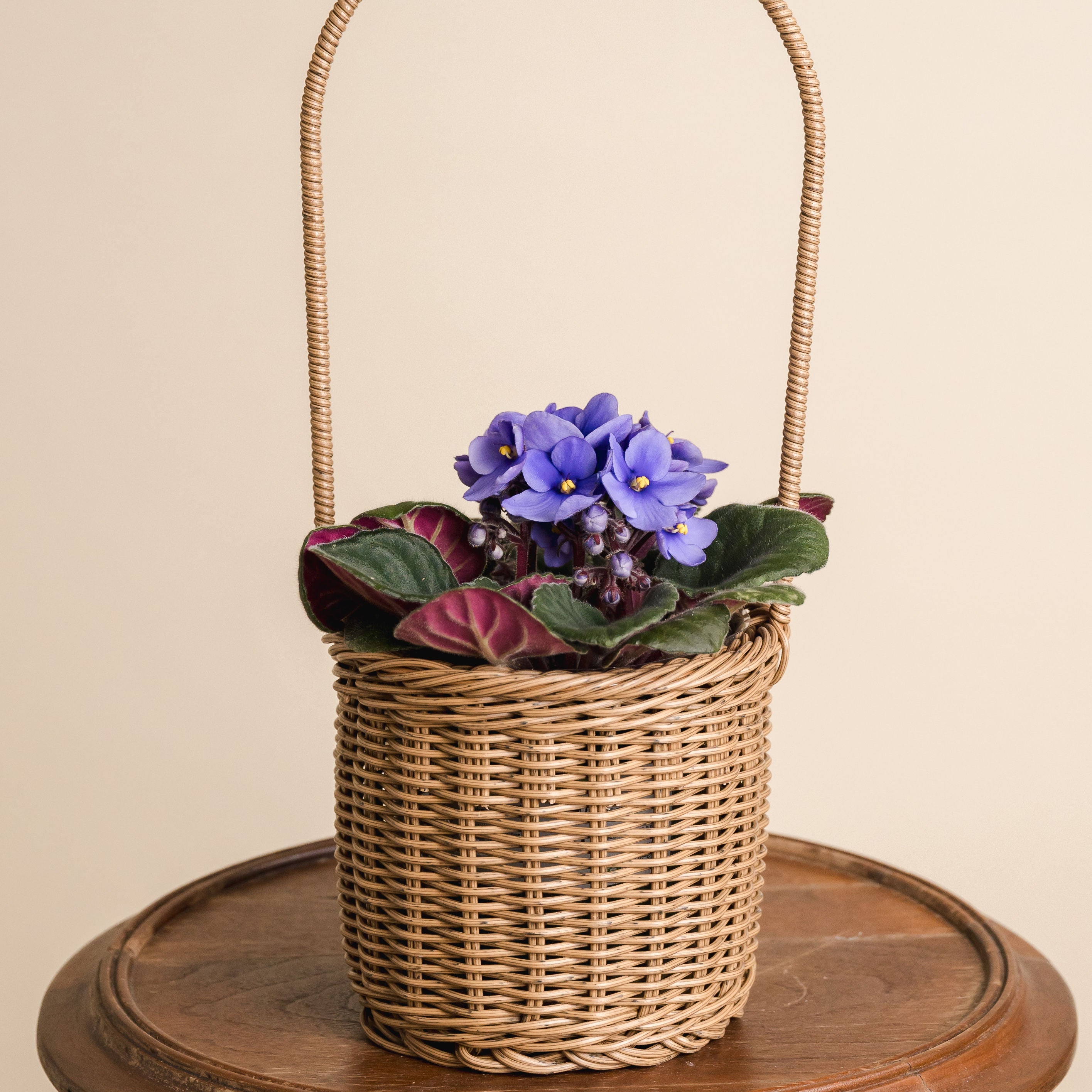 Small African Violet Basket