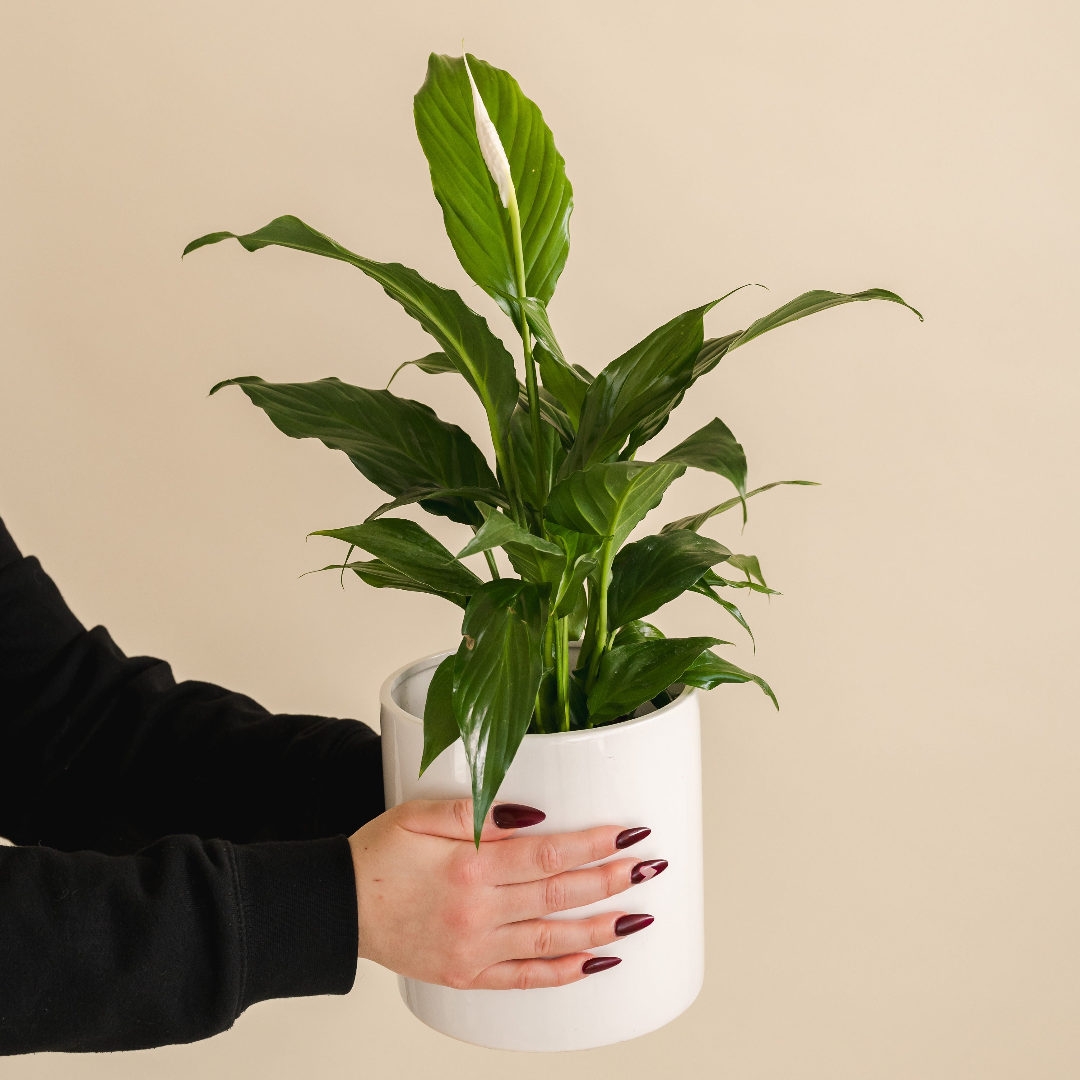 Large Peace Lily