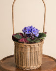 Small African Violet Basket