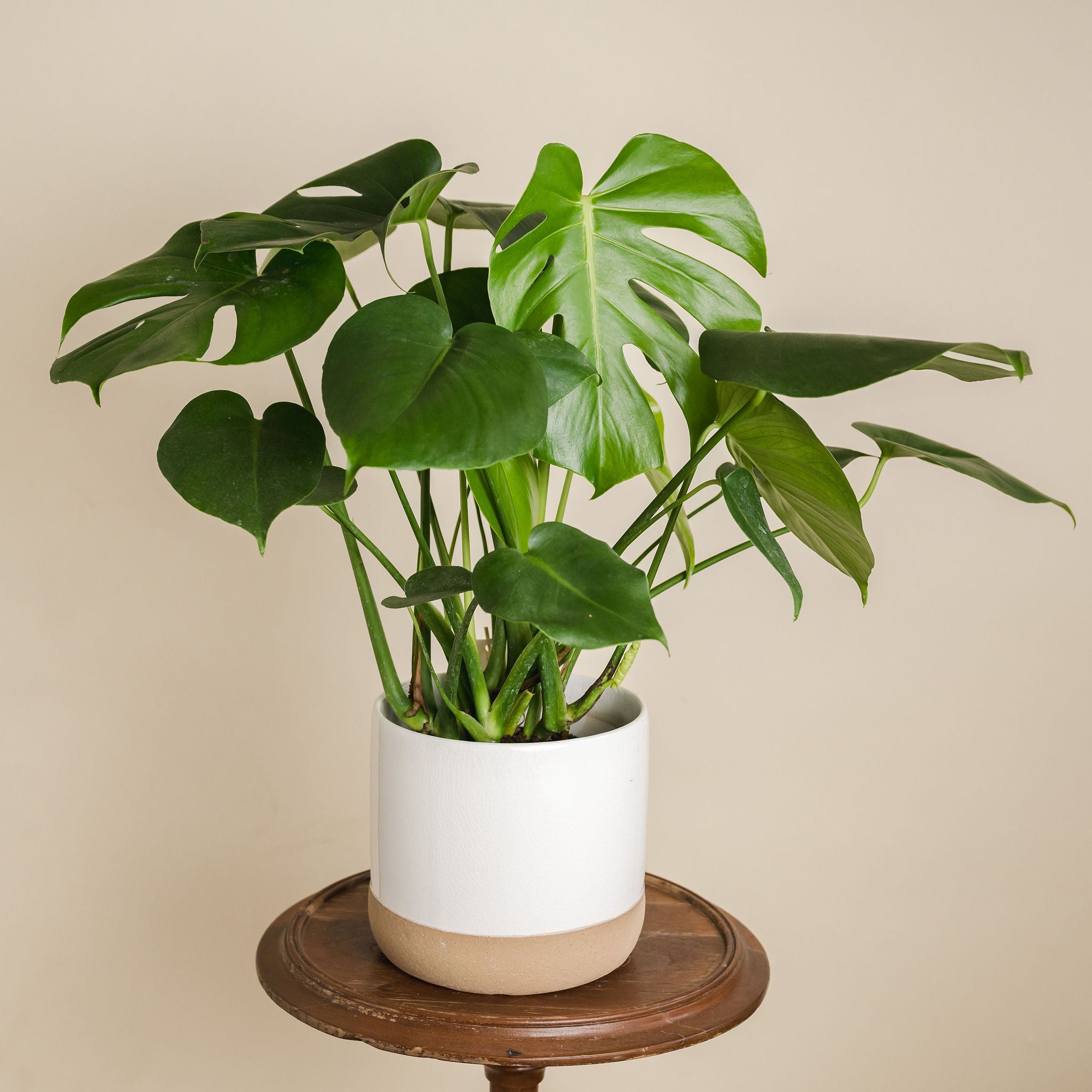 Philodendron Monstera