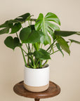 Philodendron Monstera