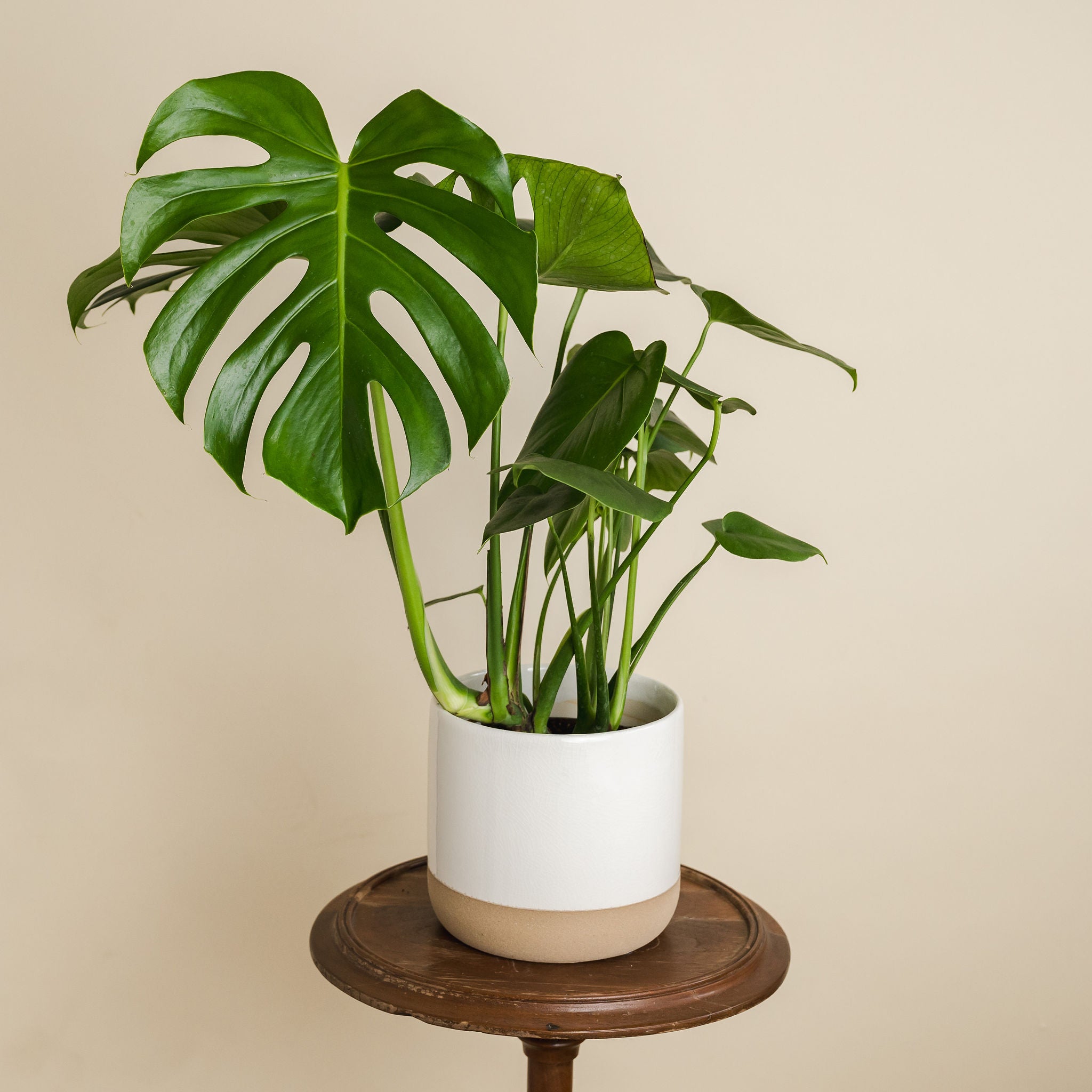 Philodendron Monstera