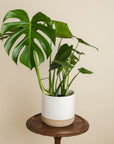 Philodendron Monstera