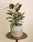 Ficus Robusta Tineke