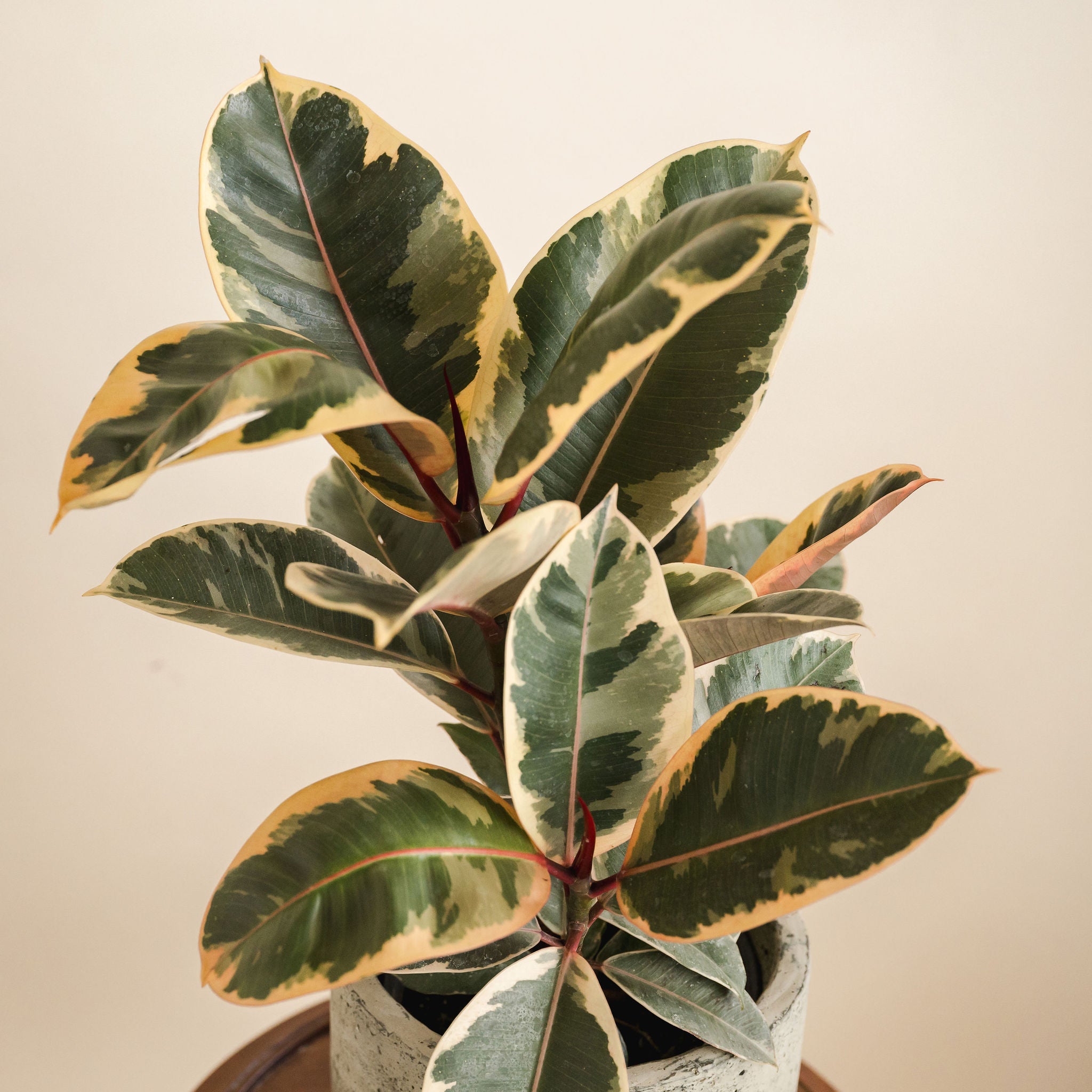 Ficus Robusta Tineke