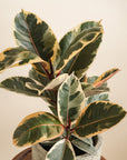 Ficus Robusta Tineke