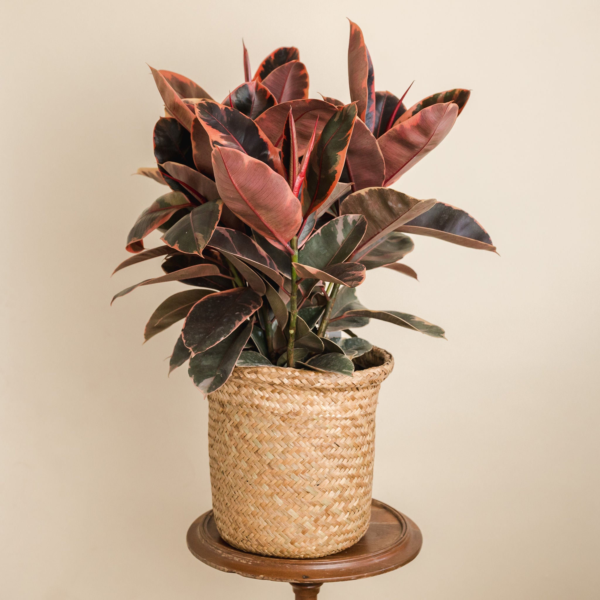 Ficus Robusta Ruby