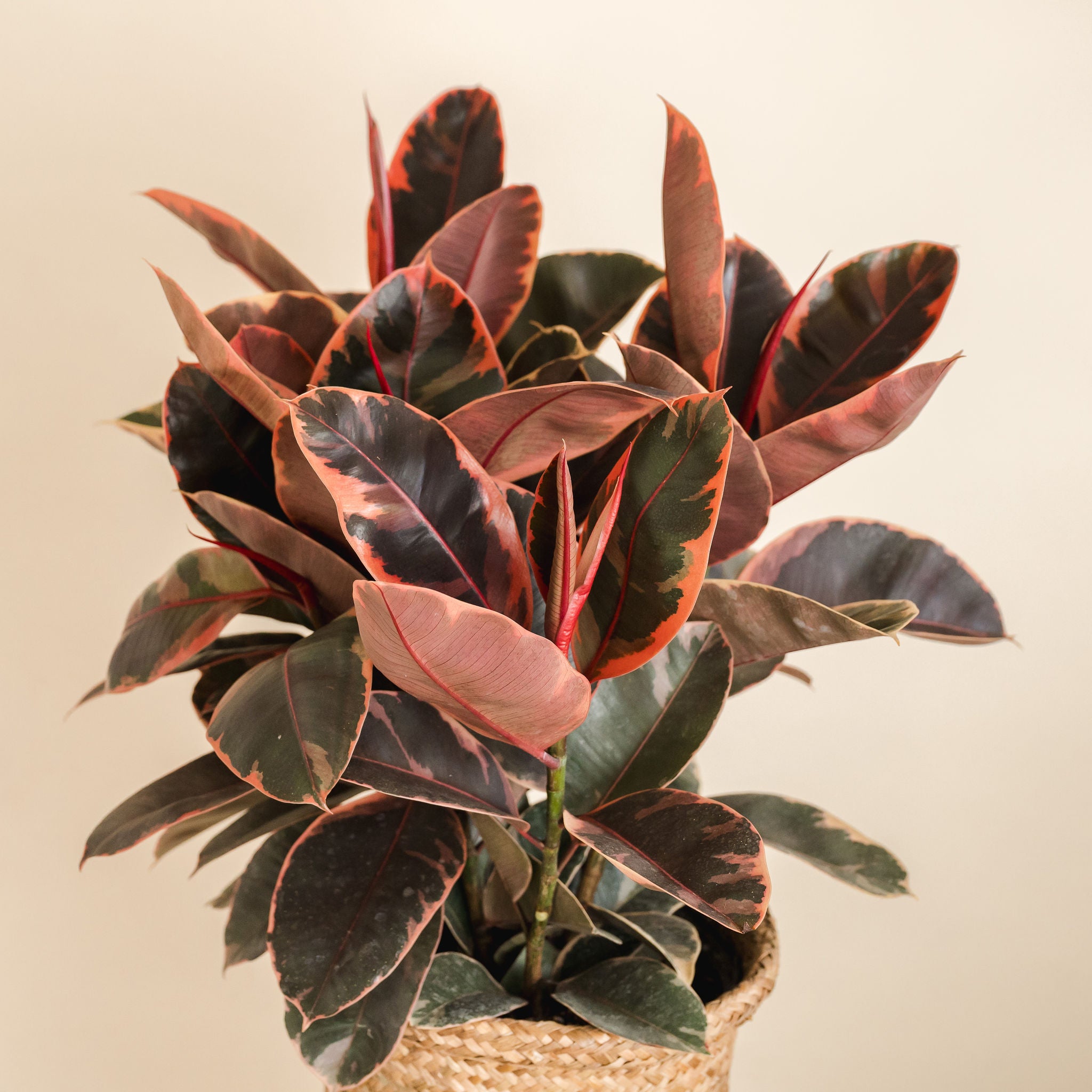 Ficus Robusta Ruby