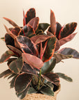 Ficus Robusta Ruby