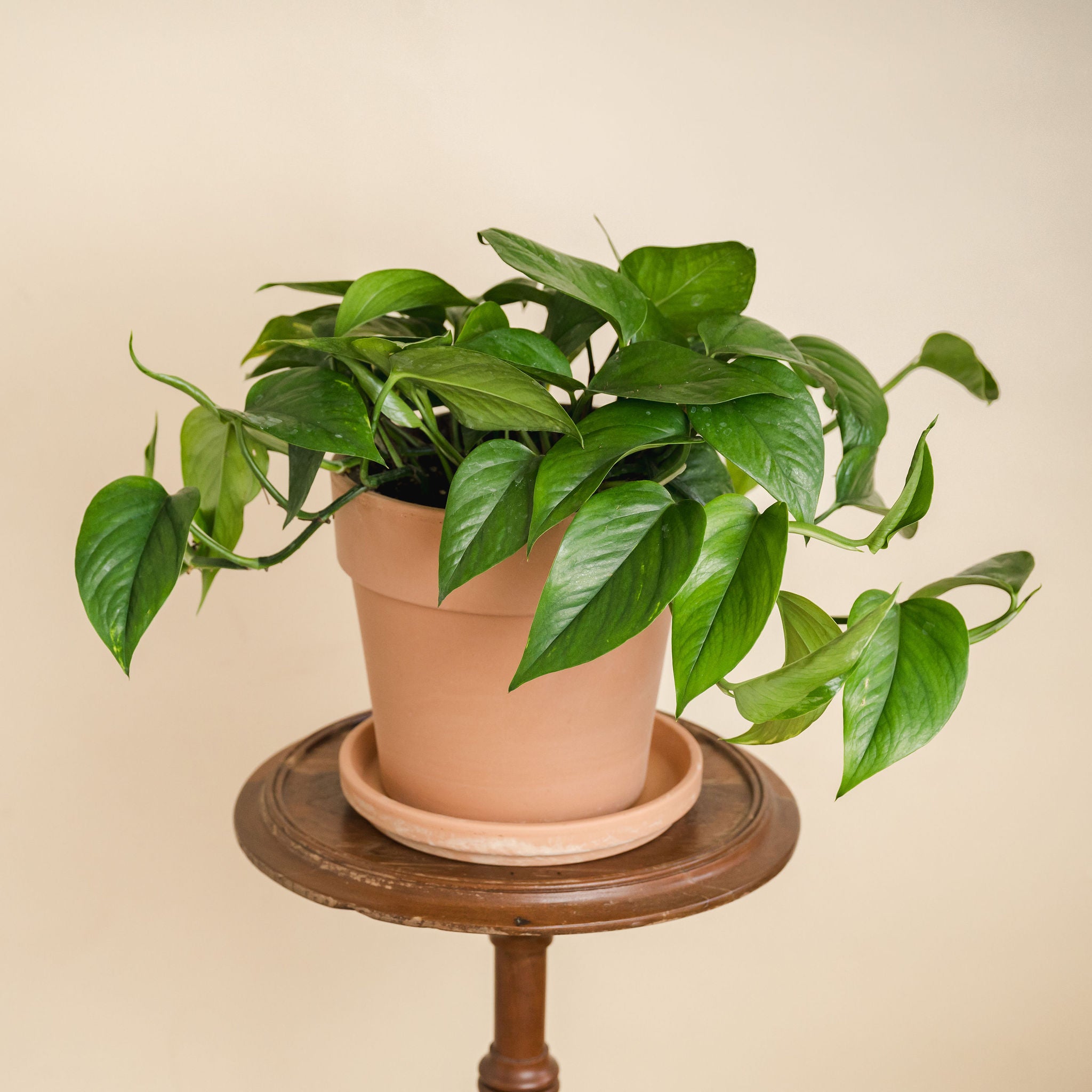 Golden Pothos