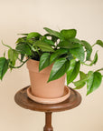 Golden Pothos