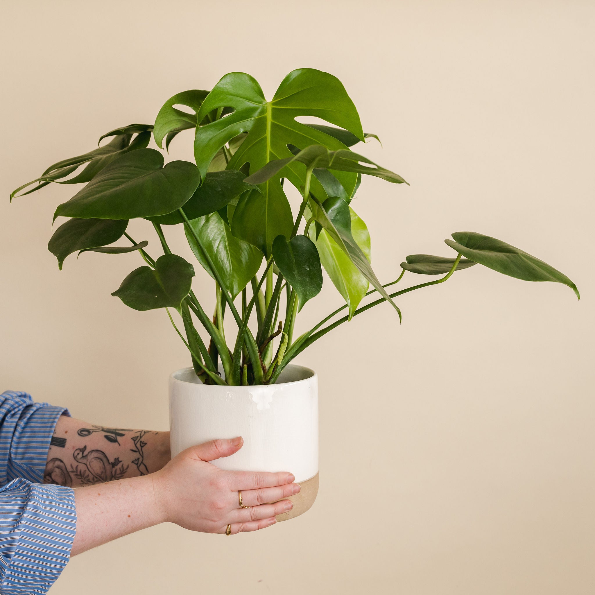 Philodendron Monstera