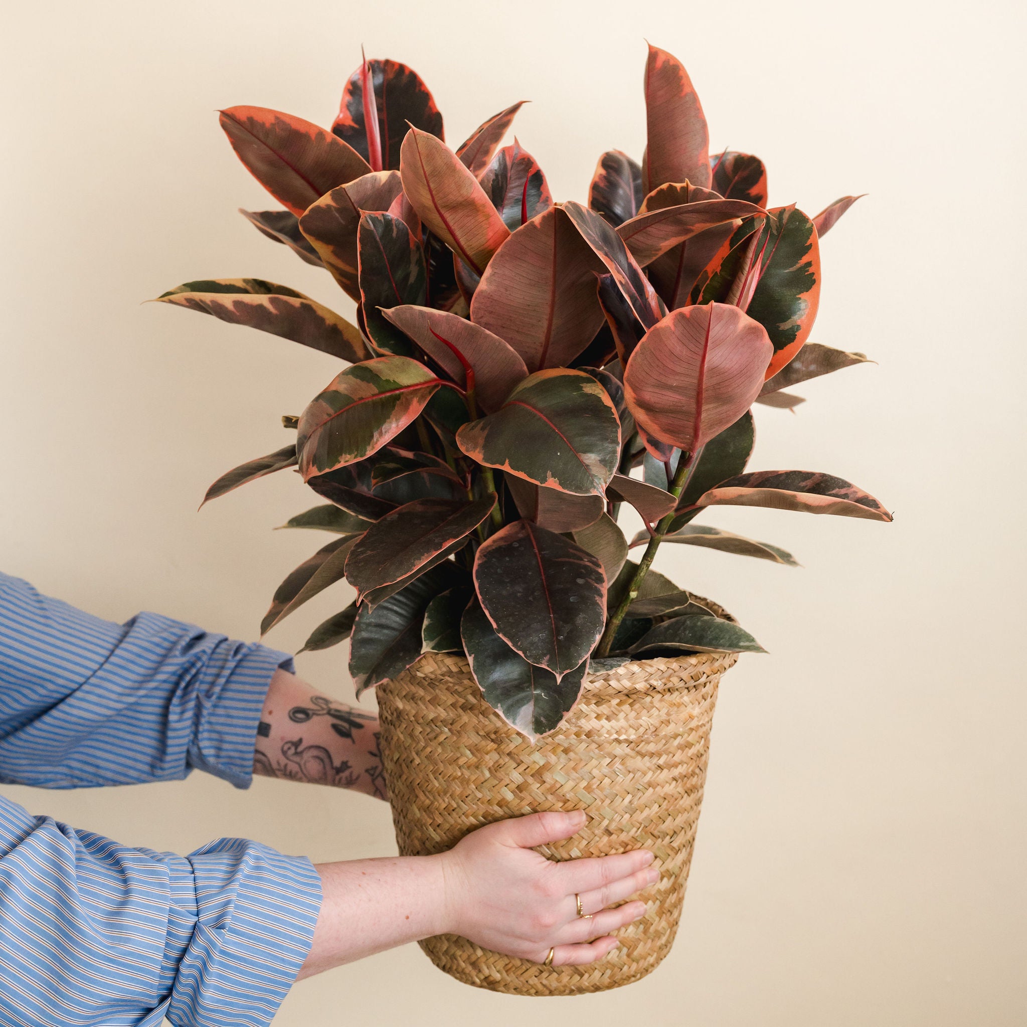 Ficus Robusta Ruby