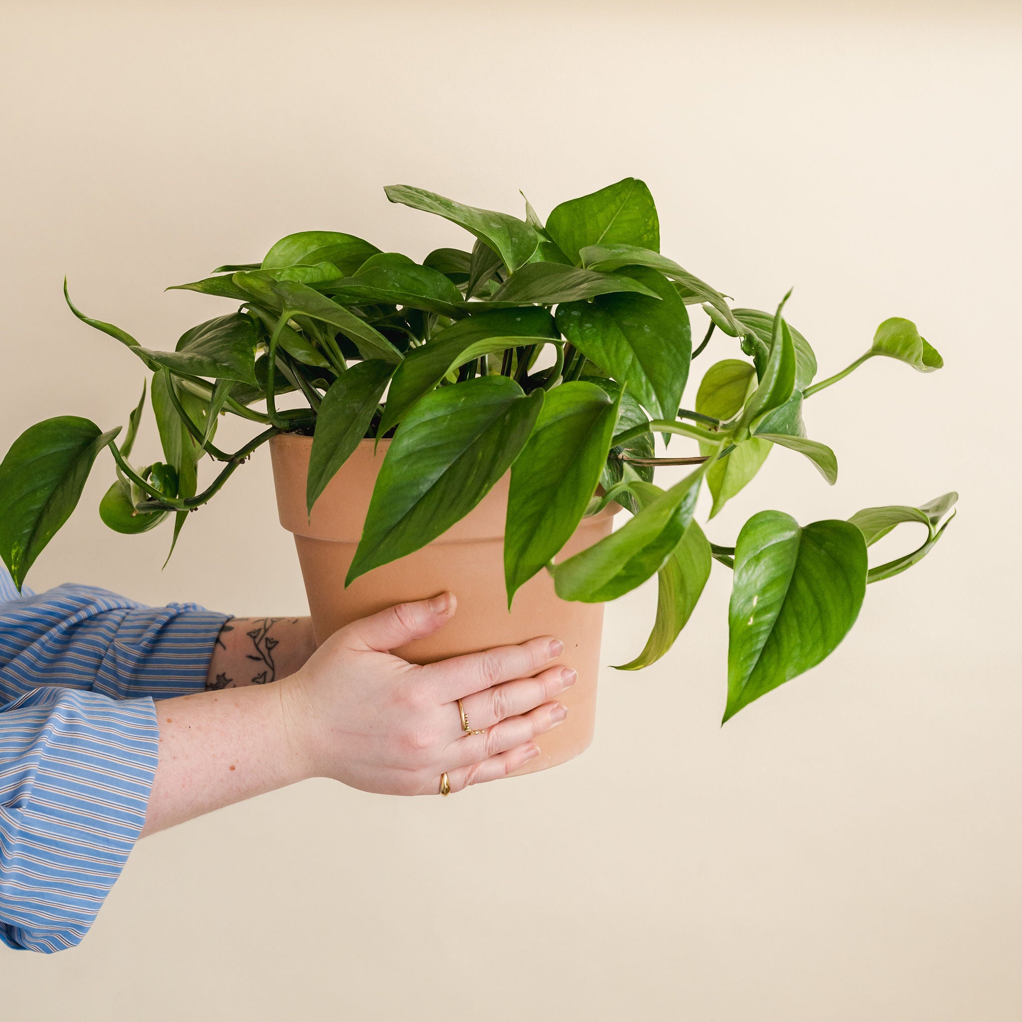 Golden Pothos