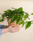 Golden Pothos