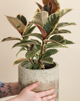 Ficus Robusta Tineke