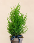 Mini Cypress Tree