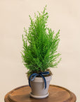 Mini Cypress Tree