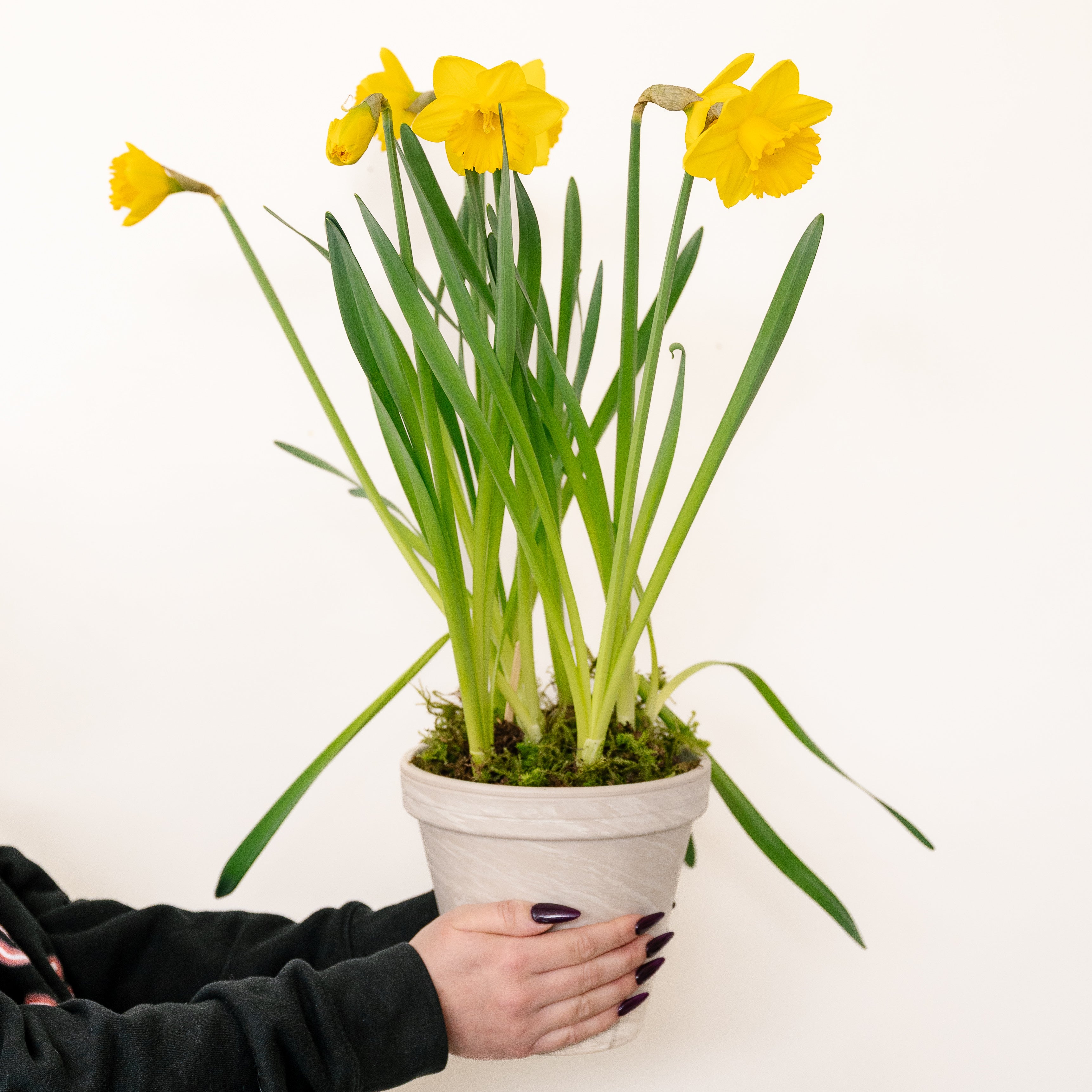 Potted Daffodils