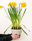 Potted Daffodils