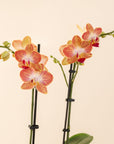 4" Double Stemmed Orchid