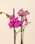 4" Double Stemmed Orchid