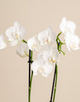 4" Double Stemmed Orchid