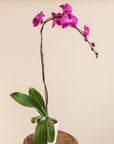 6" Orchid