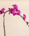 6" Orchid