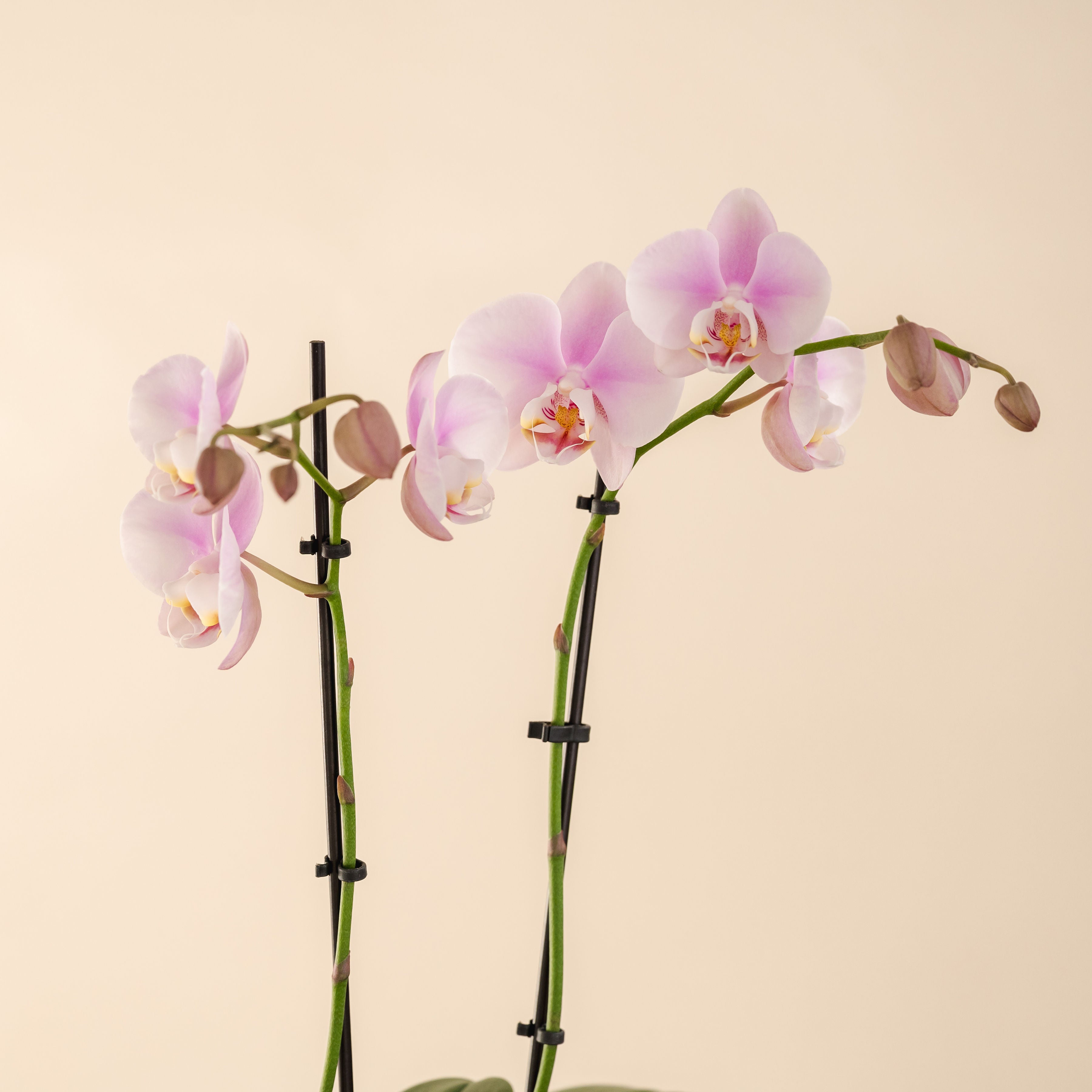 4&quot; Double Stemmed Orchid